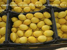 Лимоны оптом (Турция). Лучшее предложение в Украине. Звоните