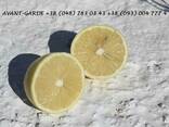 Лимоны оптом (Турция). Лучшее предложение в Украине. Звоните - фото 3
