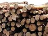 Ліс кругляк, пв дрова, хвойні, листяні , сухостій - фото 1