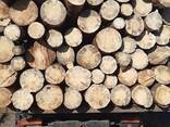Ліс кругляк, пв дрова, хвойні, листяні , сухостій - фото 3