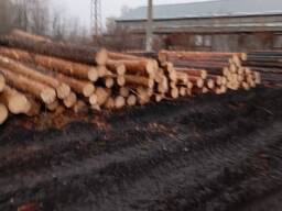 Ліс сосна кругляк