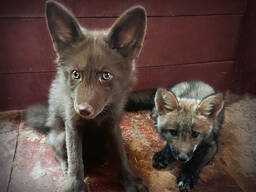 Лисята, лисенок, лиса