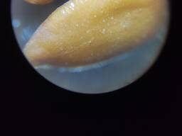 Льняна олія