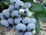 Голубика "Блюголд" 1 летняя, конт. P9 - фото 1