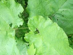 Лопух, репейник, корни, саженцы