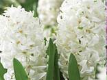 Цибулини Гіацинтів - фото 2