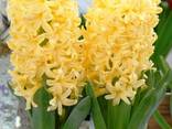 Цибулини Гіацинтів - фото 3