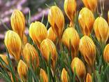 Цибулини Крокуса. - фото 2