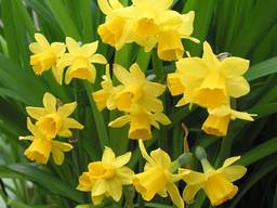 Цибулини нарцису. Різні сорти та дітки.