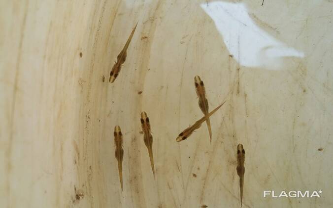 Личинка щуки