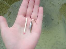 Личинка судака