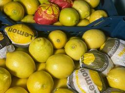 Лимон Eureka (Egypt)