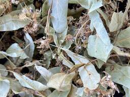 Липа цвіт, цвіт липи, сушена липа