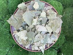 Листя берези, листья березы