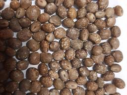 Люпин бобы, для производства колбас или кофе.