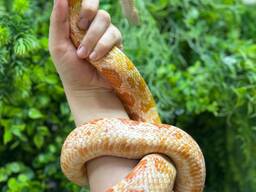 Маїсові полози, полоз маїсовий, яскраві змії