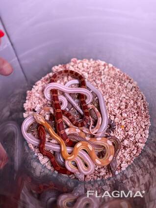 Маїсові полозята ручні змійки для домашнього утримання