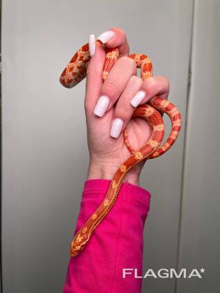 Маїсові полози, яскрава змія, маисовый полоз, очень ручные не агресивные