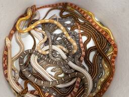 Маисовый полоз или пятнистый лазающий полоз большой выбор