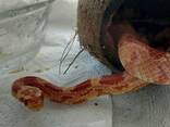 Маисовый полоз ручные много окрасов спокойные малыши - фото 3