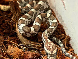 Маїсовий полоз