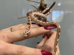 Маїсовий полоз - карликові зміїки для домашнього тераріума