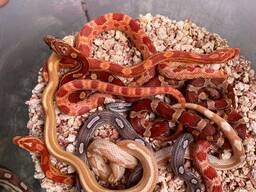 Маисовые полози, ручные безопасные яркие змеи