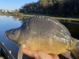 Малек карпа, Толстолоба - фото 3