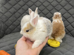 Маленькі кроленята самки та самці