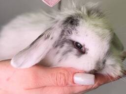 Маленькі милі кроленята до свята, пухнасті кролики до 8 березня