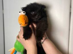 Маленькі померанські шпіци міні розмірів, чудові грайливі малюки