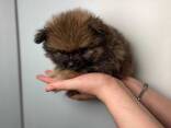 Маленькі померанські шпіци міні розмірів, чудові грайливі малюки - фото 2