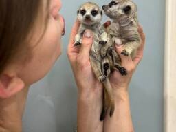 Маленькі сурикати, дітки сурикати, ручний сурикат