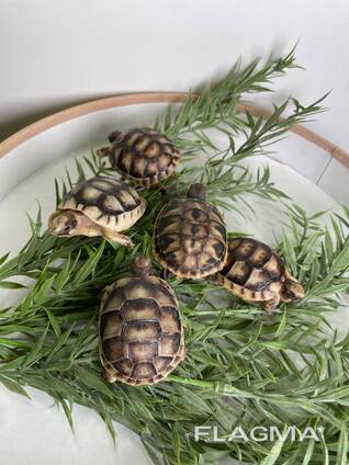 Маленькие черепашки, черепашата балканские и грецкие