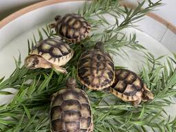 Маленькие черепашки, черепашата балканские и грецкие