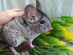 Маленькие ручные шиншиллы. Разного окраса.