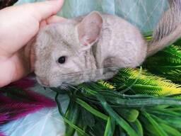 Маленькие ручные шиншиллы. Разного окраса.