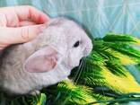 Маленькие ручные шиншиллы. Разного окраса. - фото 1