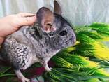 Маленькие ручные шиншиллы. Разного окраса. - фото 2