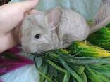 Маленькие ручные шиншиллы. Разного окраса. - фото 3