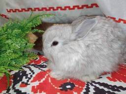 Маленькие торчиухие кролики. Торчеушки малыши грызуны.