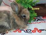 Маленькие торчиухие кролики. Торчеушки малыши грызуны. - фото 1