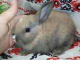 Маленькие торчиухие кролики. Торчеушки малыши грызуны. - фото 2