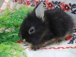 Маленькие торчиухие кролики. Торчеушки малыши грызуны. - фото 3