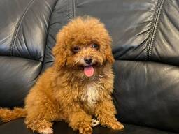 Маленькое сердце ищет своего человека. Той пудель. Мальтипу