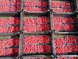 Малина элитные сорта Зюгана Зева Брусвяна Полка Херитейдж