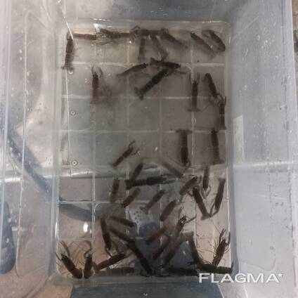 Мальок австралійського рака. АККР.