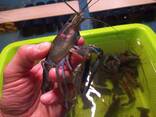 Мальок австралійського рака. АККР. - фото 6