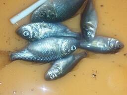 Мальок коропа