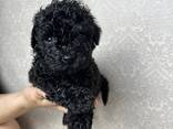 Maltipoo-Welpe - фото 2